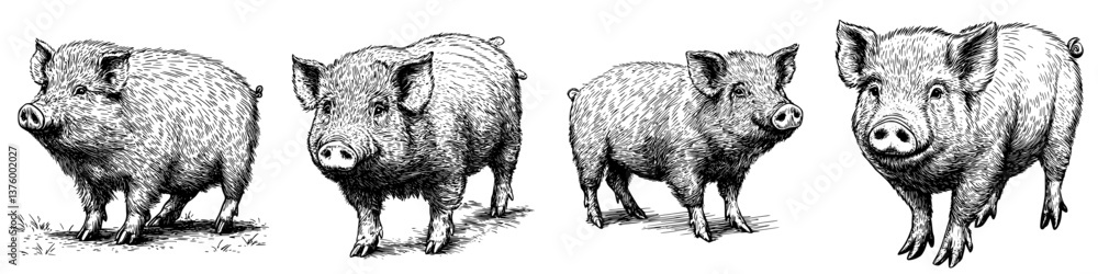 Poster four distinct illustrations of pigs in varying poses and sizes showcasing their unique features and 