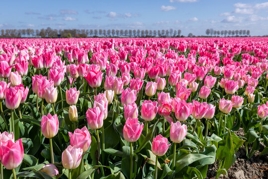 Deze paarse in volle bloei staande tulpen worden gekweekt door de bollenkweker voor de bloembol
