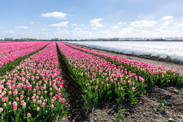 Deze paarse in volle bloei staande tulpen worden gekweekt door de bollenkweker voor de bloembol