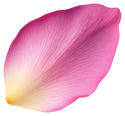 PNG Pink flower petal botanical delicate blossom.