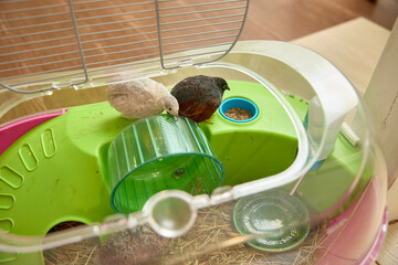Pet Birds Exploring Cage with Food and Water