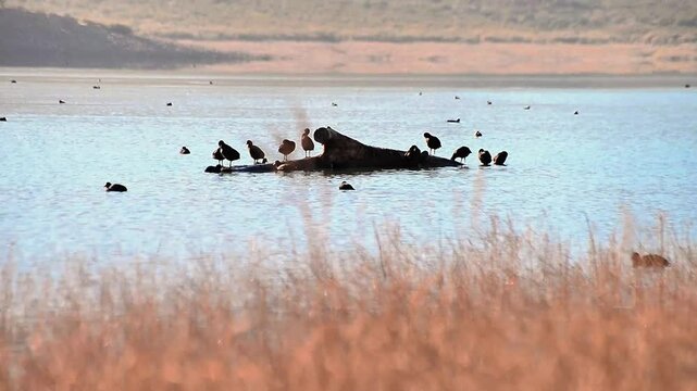 T&iacute;tulo: Patos descansando en un tronco durante el amanecer en un dique

Descripci&oacute;n: Video en alta calidad de un amanecer sereno en un dique, con una suave niebla sobre el agua. En el centro de la esc