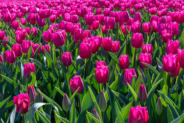 Deze paarse in volle bloei staande tulpen worden gekweekt door de bollenkweker voor de bloembol