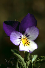 Viola tricolor or wild pansy closeup one blossom