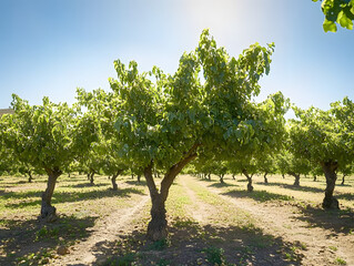 Fototapeta premium Pistachio tree orchard with fresh green pistachios, pistachios farm
