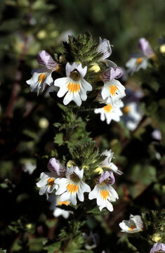 Euphrasia rostkoviana or  eyebright or eyewort focus on white blossoms