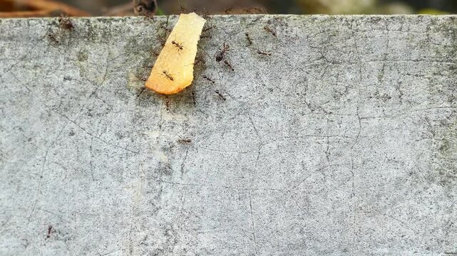 ant colony carrying food fotage video, house