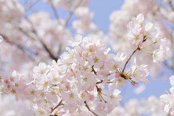 桜（ジンダイアケボノ）