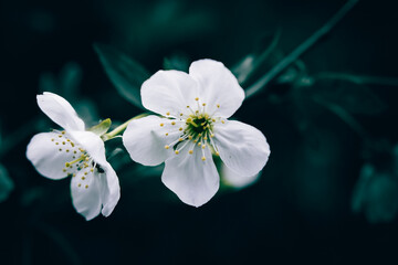 A close up of blooming white Cherry plum flowers in the park