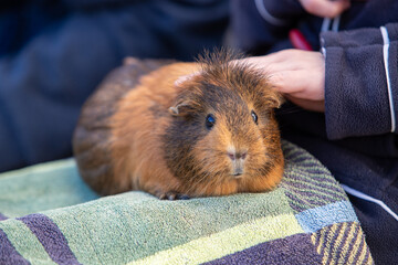 Cochon d'inde posé sur les genoux d'un adolescent, une serviette protège les jambes. Scène en...