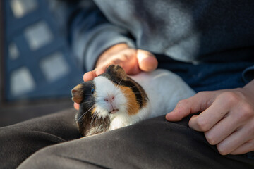 Cochon d'inde posé sur les genoux d'un adolescent assis, qui reçoit des caresses sur son dos....