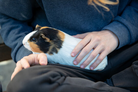 Cochon d'inde pos&eacute; sur les genoux d'un adolescent assis, qui re&ccedil;oit des caresses sur son dos. Sc&egrave;ne en ext&eacute;rieur, &agrave; l'ombre.