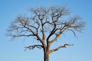 A solitary tree with bare branches against a blue sky