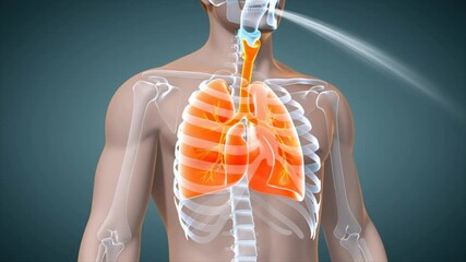 Animated representation highlights the respiratory system, showing how air enters and exits the lungs. It provides an educational overview of function and mechanics involved in respiration