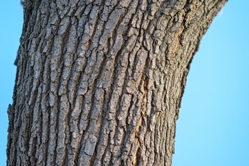 Fototapeta premium Close up of a tree trunk with rough textured bark