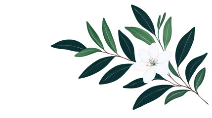 White flower surrounded by green leaves, botanical art, cut out transparent