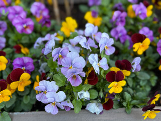 Colorful mixed pink and yellow purple Viola Cornuta pansies flowers close up, floral wallpaper background with blooming heartsease pansy flowers