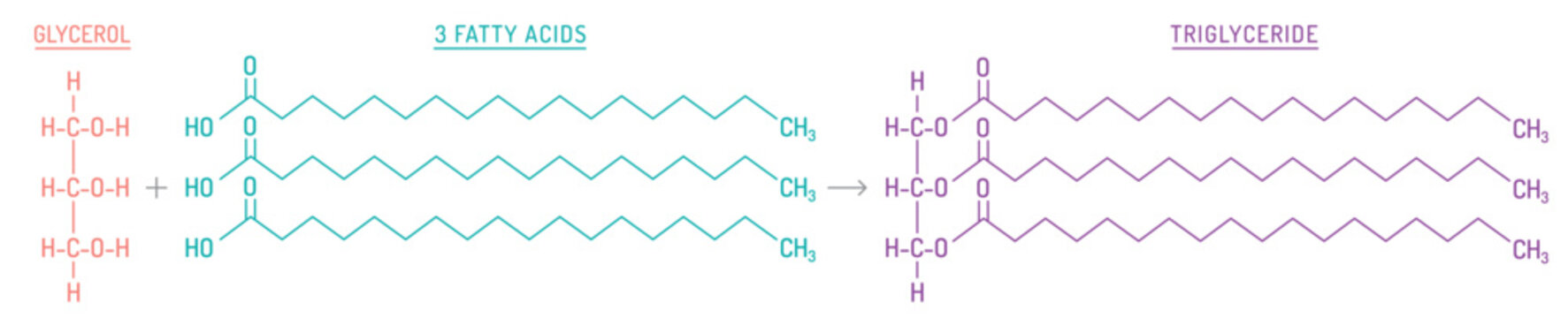 Triglycerides formation. Editable stroke diagram. Vector illustration