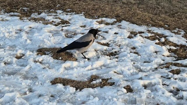 bird on snow