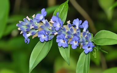 Stunning Closeup of Blue Flower Cluster Blooming in Lush Green Garden