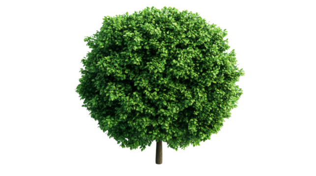 Decorative tree with spherical crown, isolated, cut out transparent