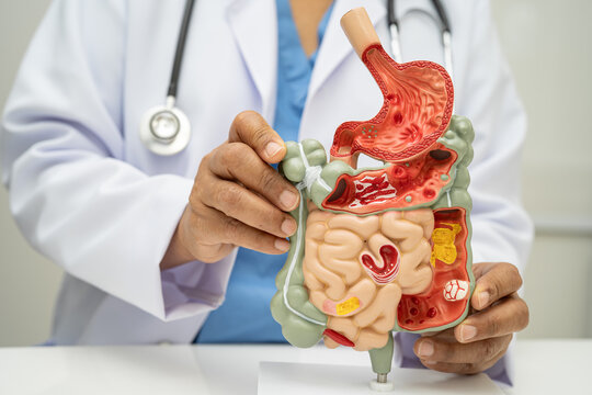 Digestive system with stomach and intestine, Asian doctor holding human anatomy model for study diagnosis and treatment in hospital.