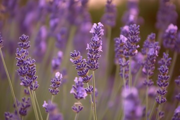 Beautiful Lavender Flowers Bloom in a Garden During Golden Hour, Creating a Serene and Colorful Atmosphere for Relaxation Generative AI