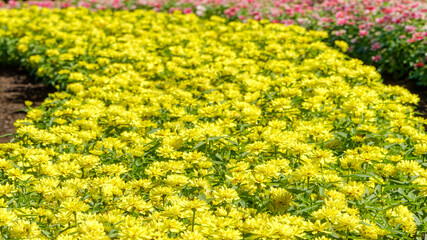 花壇一面に咲く黄色のジニア