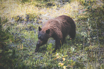 landscape and nature photograph shot during a summer journey in canada, with lakes, rocky mountains, animals and clouds through wide pine tree forests