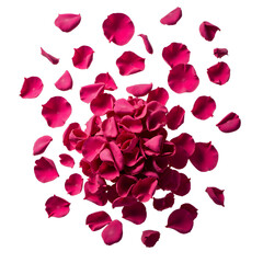 Floating Pink Rose Petals, Transparent Background. Romance, Love, Beauty.