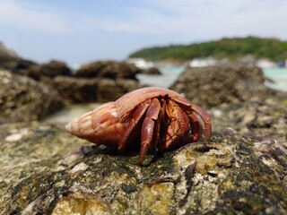 Coenobita brevimanus decapod crab, Coenobitidae from the superfamily of hermit crabs. Beautiful crab on a  beach.