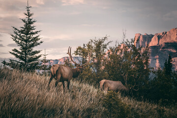 landscape and nature photograph shot during a summer journey in canada, with lakes, rocky mountains, animals and clouds through wide pine tree forests