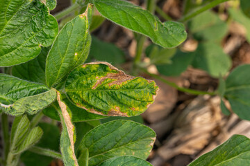 Soybean field turning brown with chemical herbicide damage. Concept of farming, weed control, yield loss.