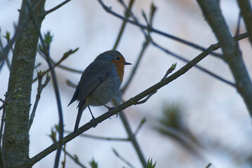 European robin (Erithacus rubecula) sitting on a tree branch in Zurich, Switzerland