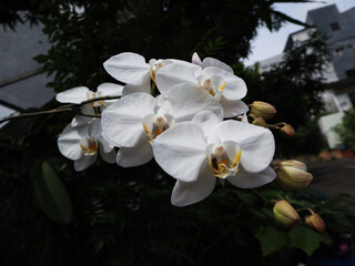 Beautiful and charming white moon orchid