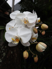 Beautiful and charming white moon orchid