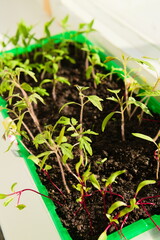 The shoots are green in color. Closeup