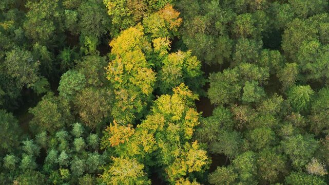 Drone moving slowly forwards over beautiful Danish forest in the spring time. The camera faces down towards all the tree tops