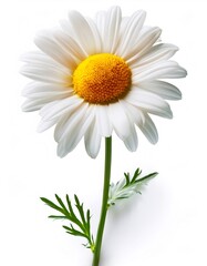 Chamomile flower with white petals and yellow center blooming on a thin green stem with delicate leaves, isolated on a white background, creating a fresh and natural aesthetic
