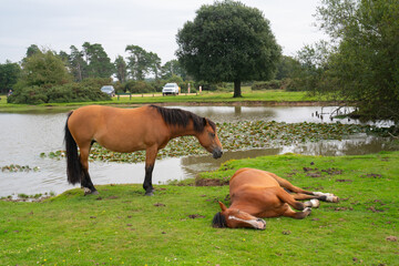 New Forest ponies one resting National Park Hampshire England Uk