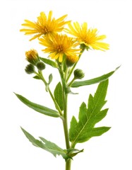 Firefly agrimony displaying bright yellow blossoms and verdant foliage, botanical specimen standing against pristine white background, highlighting delicate floral structure