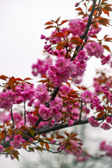 Prunus serrulata Kanzan with pink flowers, Japanese cherry blossoms