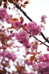 Prunus serrulata Kanzan with pink flowers, Japanese cherry blossoms