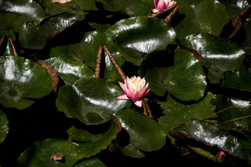 Tranquil Lotus Blossom Floating on Lily Pads