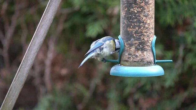 blue tit and great tit at the feeder
