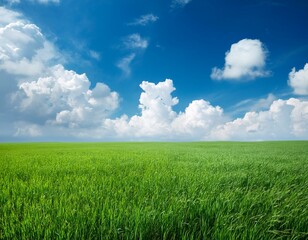 Obraz premium field of green grass with white clouds 