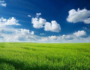 Fototapeta premium field of green grass with white clouds 