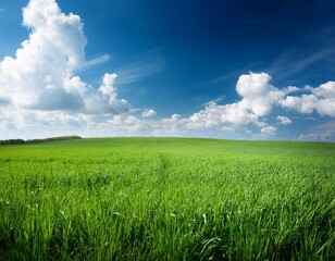 Fototapeta premium field of green grass with white clouds 