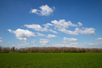 Open farmland leading to forest horizon beneath dramatic cloudy sky natural scenery