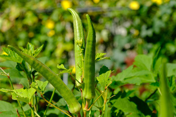 夏の日差しを浴びるオクラ